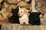 SCOTTISH TERRIER 149